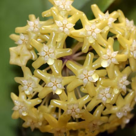 Hoya pentaphlebia