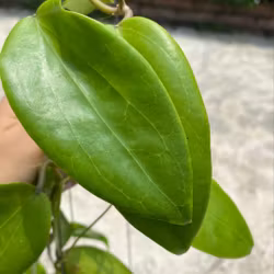 Hoya (Porslinsblomma) pentaphlebia