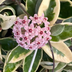 Hoya carnosa 'Krimson Queen' (Porslinsblomma) 10 cm