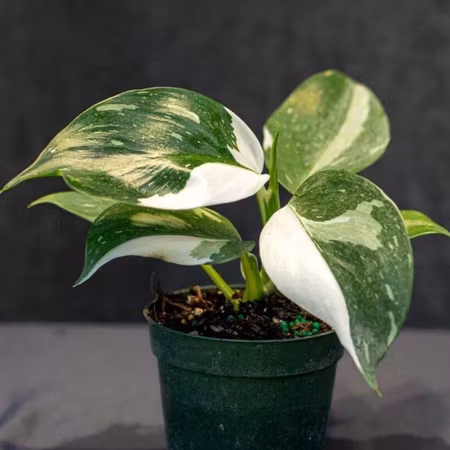 Philodendron 'White Princess'