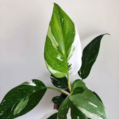 Philodendron 'White Princess'