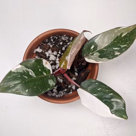 Philodendron 'Red Anderson'