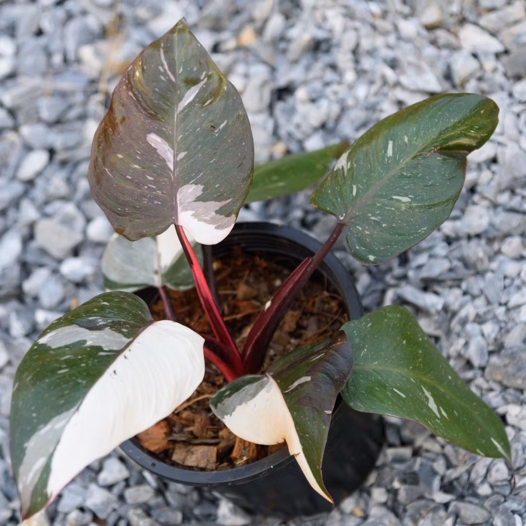 Philodendron Rd Anderson Philodendron 'Red Anderson' - Airis Garden