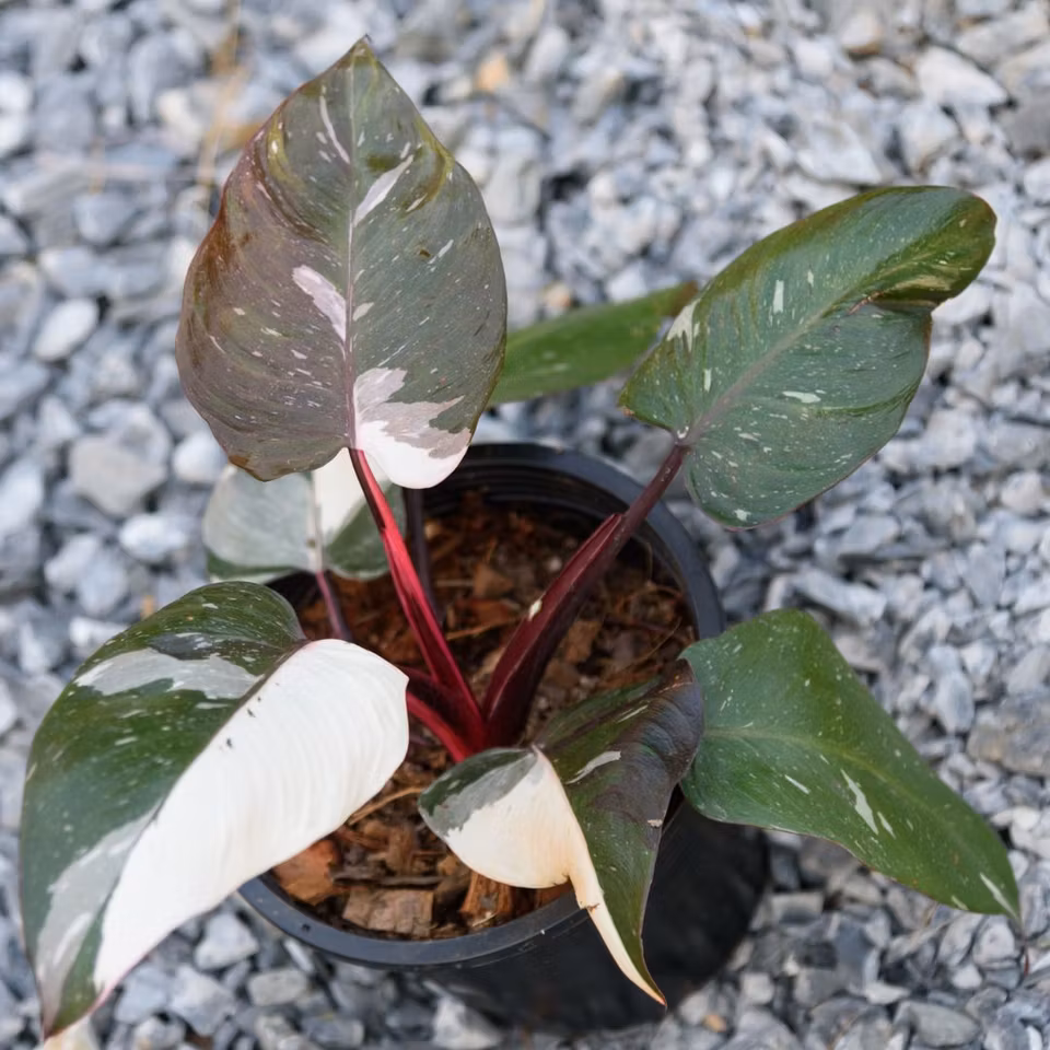 Philodendron 'Red Anderson'