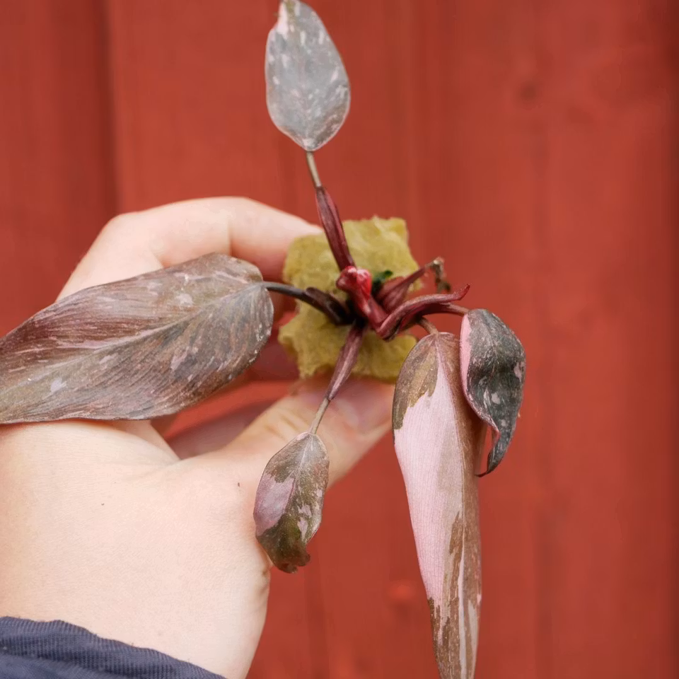 Philodendron 'Red Anderson'