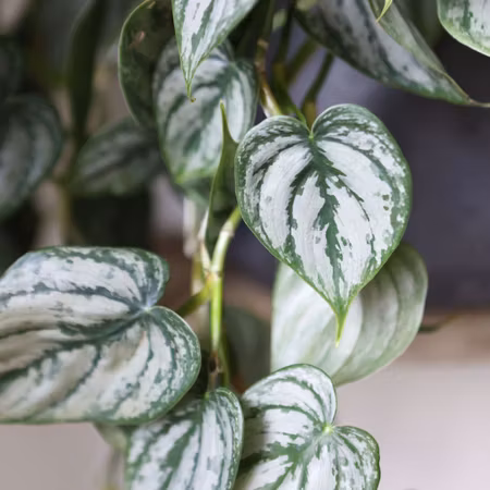 Philodendron brandtianum