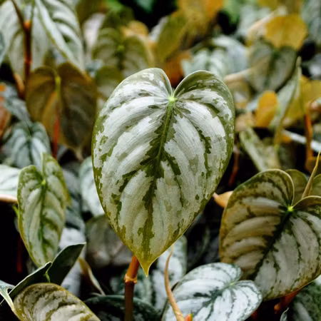 Philodendron brandtianum