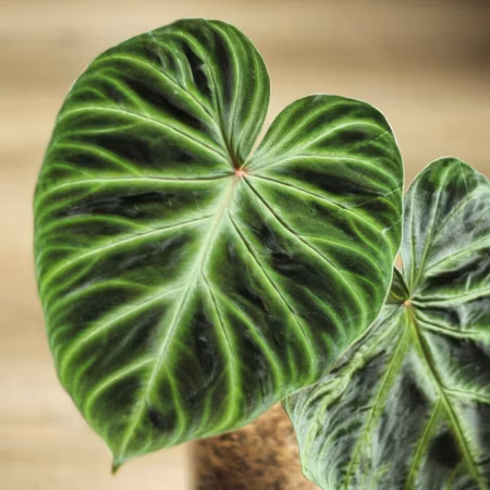 Philodendron verrucosum