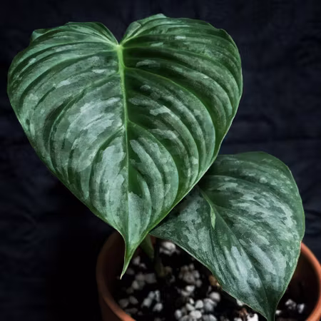 Philodendron verrucosum