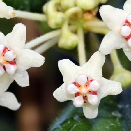 Hoya globulosa
