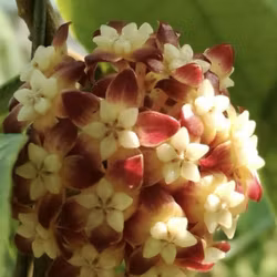 Hoya (Porslinsblomma) callistophylla