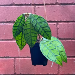 Hoya (Porslinsblomma) callistophylla