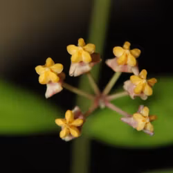Hoya (Porslinsblomma) 'Naughty Noel'