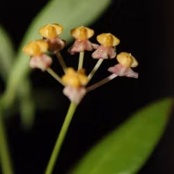 Hoya (Porslinsblomma) 'Naughty Noel'
