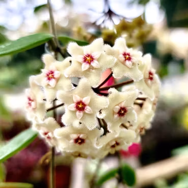 Hoya (Porslinsblomma) 'Mathilde'