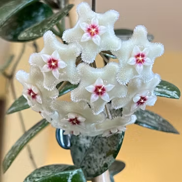 Hoya (Porslinsblomma) 'Mathilde'