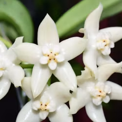 Hoya (Porslinsblomma) griffithii 'Spots'