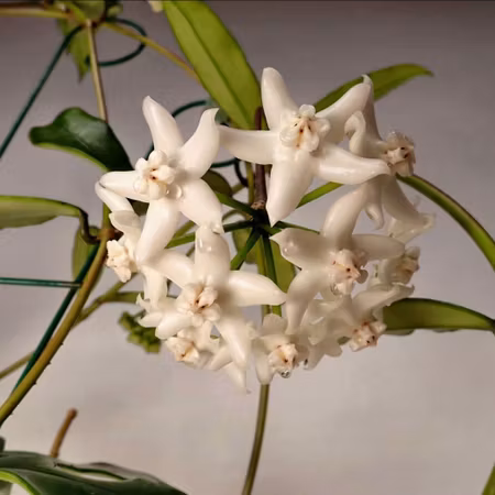 Hoya griffithii 'Spots'