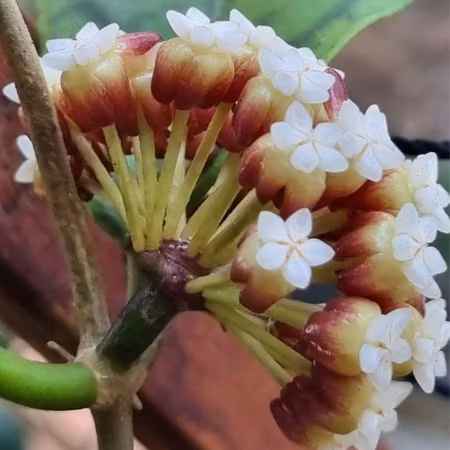 Hoya callistophylla 'Nui'