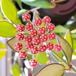 Hoya (Porslinsblomma) burtoniae 'Variegata'