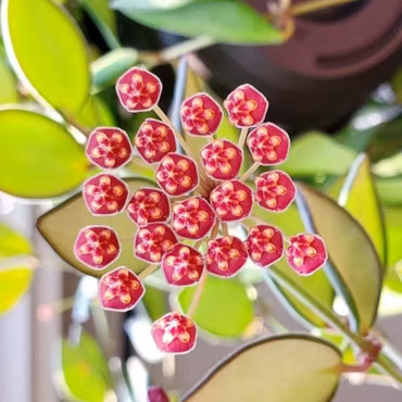 Hoya burtoniae 'Variegata' (Porslinsblomma) 10 cm