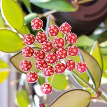 Hoya burtoniae 'Variegata'