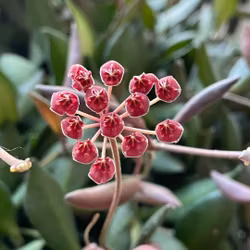 Hoya (Porslinsblomma) burtoniae 'Variegata'