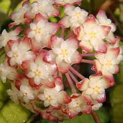 Hoya (Porslinsblomma) finlaysonii 'Nong Nooch IML 1541'