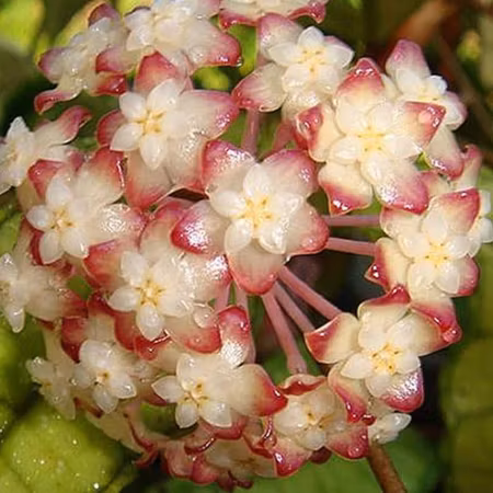 Hoya finlaysonii 'Nong Nooch IML 1541'