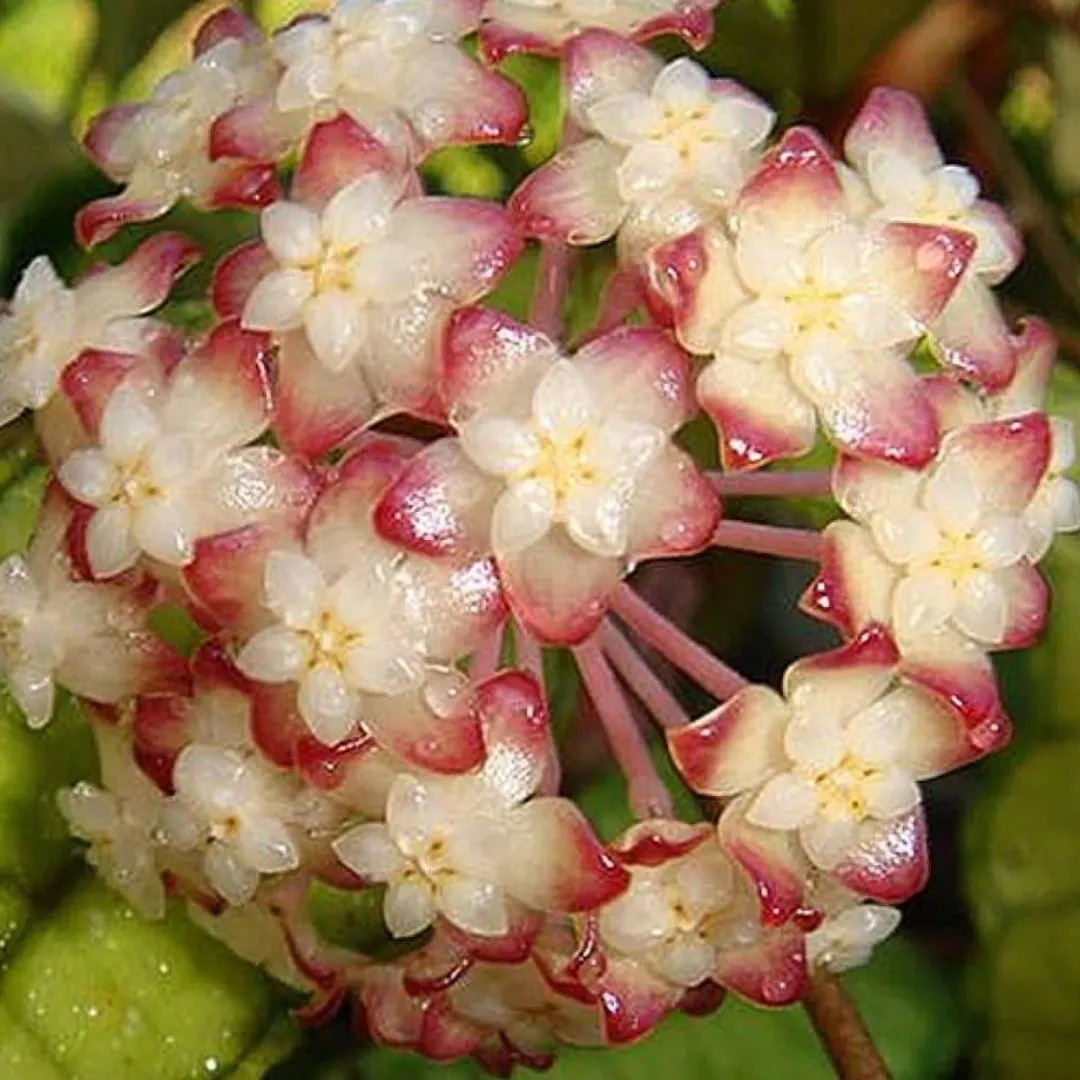 Hoya Porslinsblomma Finlaysonii Nong Nooch IML 1541 Airis Garden hoya-porslinsblomma-finlaysonii-nong-nooch-iml-1541-airis-garden
