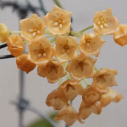 Hoya (Porslinsblomma) blashernaezii 'Golden Flame'