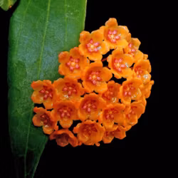 Hoya (Porslinsblomma) blashernaezii 'Golden Flame'