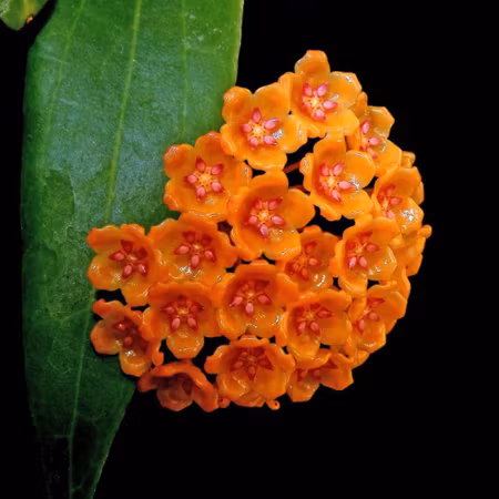 Hoya blashernaezii 'Golden Flame'