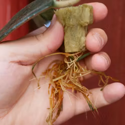Hoya (Porslinsblomma) globulosa