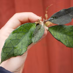 Hoya (Porslinsblomma) maenam