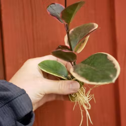 Hoya (Porslinsblomma) australis 'Albomarginata'