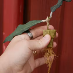 Hoya (Porslinsblomma) finlaysonii 'Nong Nooch IML 1541'