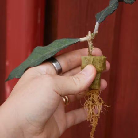 Hoya finlaysonii 'Nong Nooch IML 1541'