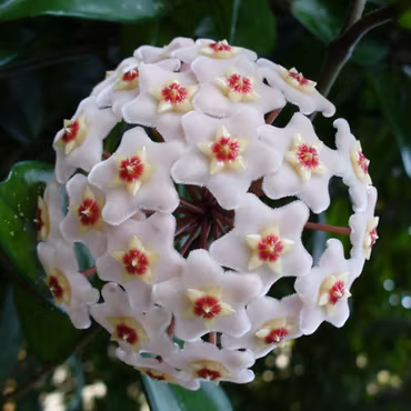 Hoya (Porslinsblomma) carnosa