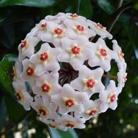 Hoya carnosa