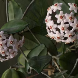 Hoya (Porslinsblomma) carnosa