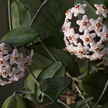 Hoya (Porslinsblomma) carnosa