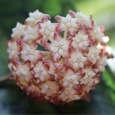 Hoya (Porslinsblomma) callistophylla 'Nui'