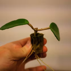 Hoya (Porslinsblomma) carnosa 'Krimson Queen'