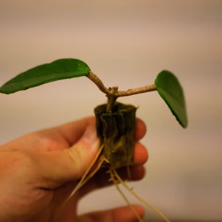 Hoya carnosa 'Krimson Queen'