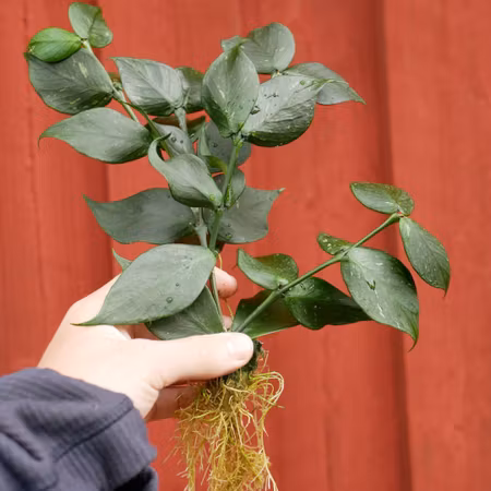 Hoya polyneura 'Fishtail'