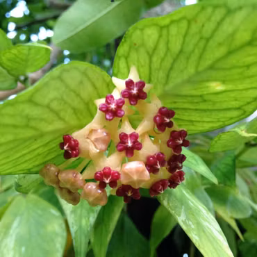 Hoya polyneura 'Fishtail (Porslinsblomma) 10 cm