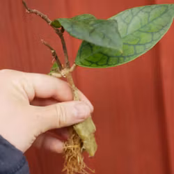 Hoya (Porslinsblomma) erythrostemma 'Cotton Candy'
