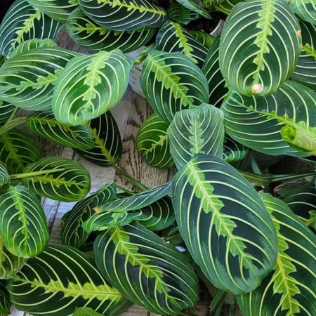 Maranta leucone 'Lemon Lime'