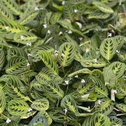 Maranta leucone 'Lemon Lime'